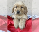 Image preview for Ad Listing. Nickname: Golden puppies