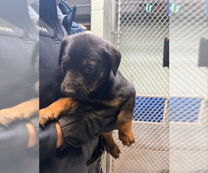 Rottweiler Dogs for adoption in Stockton, CA, USA