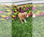 Small Photo #11 Cavapoo (Toy) Puppy For Sale in GREENWOOD, WI, USA