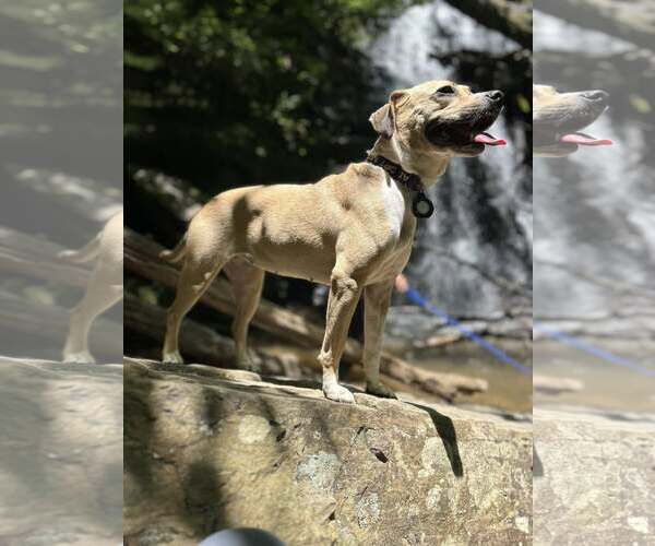 Medium Photo #3 Beagle-Unknown Mix Puppy For Sale in Greenville, SC, USA