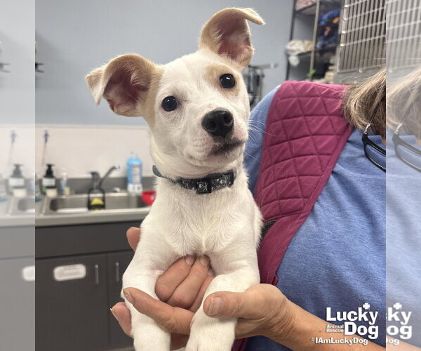 Medium Photo #2 Jack Russell Terrier-Unknown Mix Puppy For Sale in Washington, DC, USA