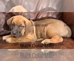 Small #2 Cane Corso