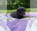 Small #3 Australian Shepherd