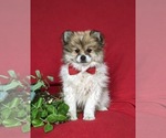 Small Photo #3 Pomeranian Puppy For Sale in OXFORD, PA, USA