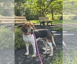 Medium Beagle Mix