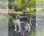 Small Beagle Mix