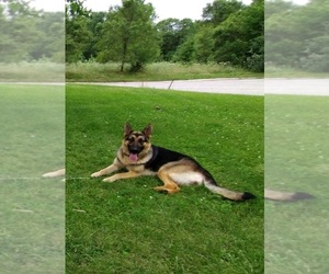 Mother of the German Shepherd Dog puppies born on 07/03/2025