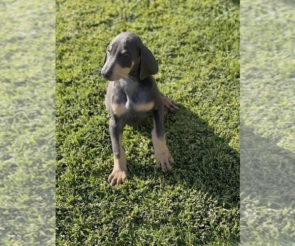 Medium Photo #2 Doberman Pinscher Puppy For Sale in PERRIS, CA, USA
