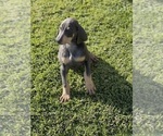 Small Photo #2 Doberman Pinscher Puppy For Sale in PERRIS, CA, USA