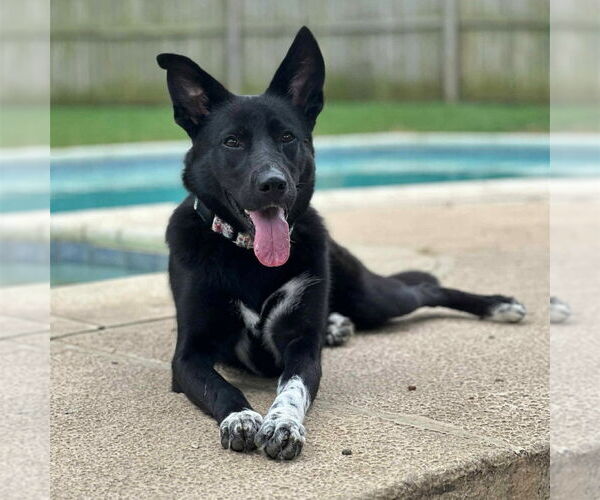 Medium Photo #3 Border Collie-Unknown Mix Puppy For Sale in Canton, CT, USA