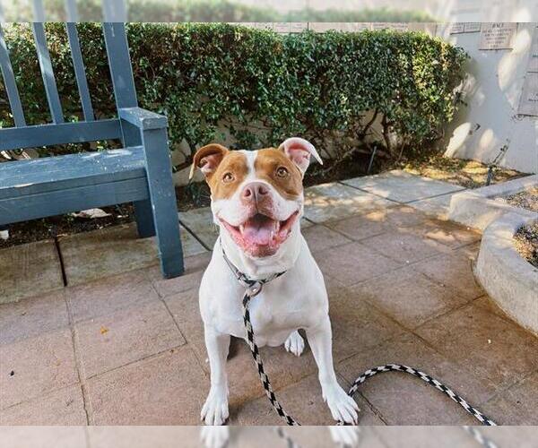 Medium Photo #2 American Pit Bull Terrier Puppy For Sale in Pasadena, CA, USA