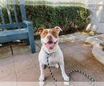 Small #1 American Pit Bull Terrier