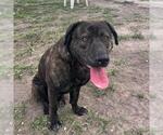 CRACKER JACK - Male Plott Hound-Unknown Mix Dog for Adoption - Small photo