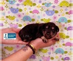 Small Photo #2 Schnauzer (Miniature) Puppy For Sale in WINNSBORO, LA, USA