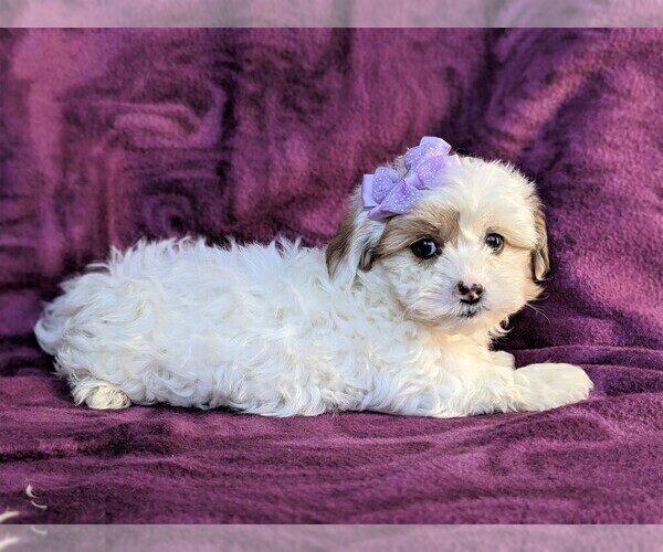 Medium Photo #5 Poodle (Miniature)-Shorkie Tzu Mix Puppy For Sale in CHRISTIANA, PA, USA