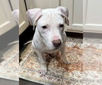 Small #14 Labrador Retriever Mix