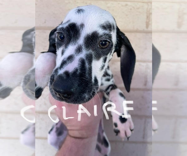 Medium Photo #13 Dalmatian Puppy For Sale in GLENDALE, AZ, USA
