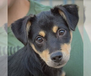 Doxie-Pin Dogs for adoption in Huntley, IL, USA