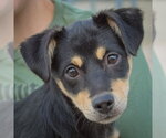 Small Doxie-Pin