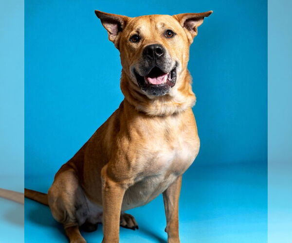 Medium Photo #1 Carolina Dog-Unknown Mix Puppy For Sale in Rowlett, TX, USA