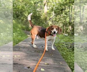 Cooper - Male Beagle Dog for Adoption - Photo #3