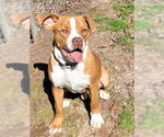 Small #2 Boxer Mix