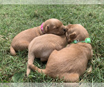 Small #4 Golden Retriever