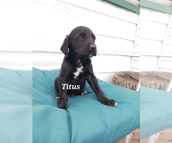 Medium Photo #8 English Cream Golden Retriever-Newfoundland Mix Puppy For Sale in SHEBOYGAN FALLS, WI, USA