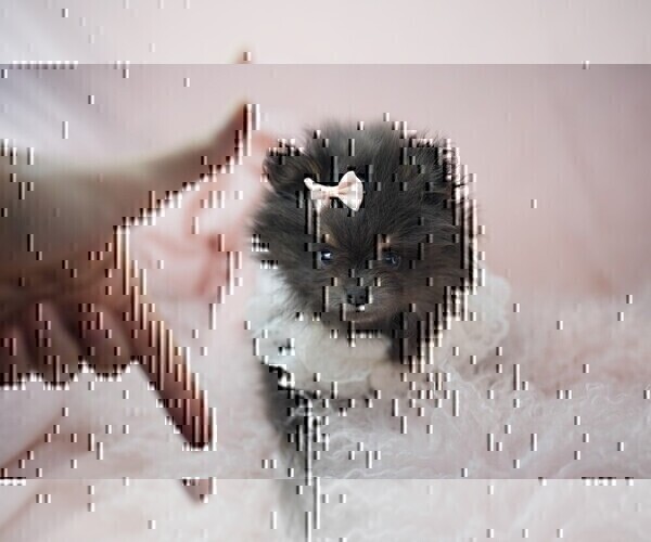 Medium Photo #6 Pomeranian Puppy For Sale in NEW YORK, NY, USA