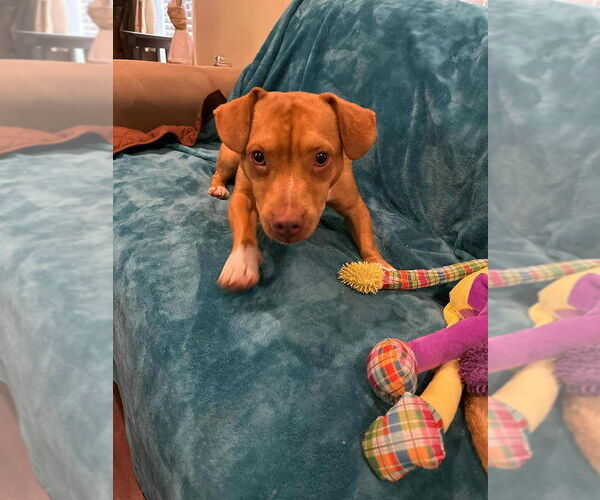 Medium Photo #4 Basset Hound-Unknown Mix Puppy For Sale in New York, NY, USA