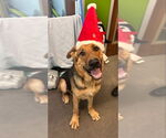 Small #2 German Shepherd Dog-Great Dane Mix