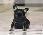 Puppy Cody French Bulldog