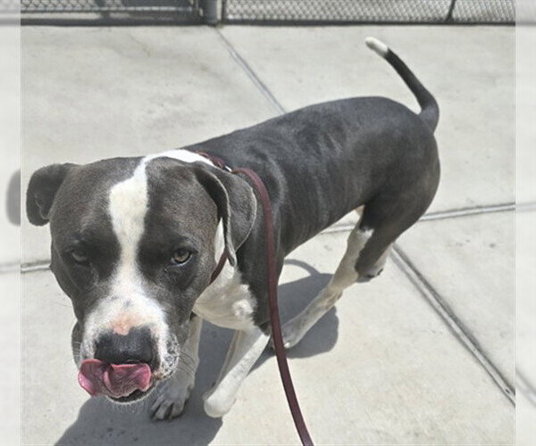 Medium Photo #1 American Pit Bull Terrier Puppy For Sale in Denver, CO, USA