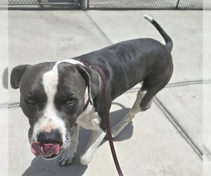 American Pit Bull Terrier Dogs for adoption in Denver, CO, USA