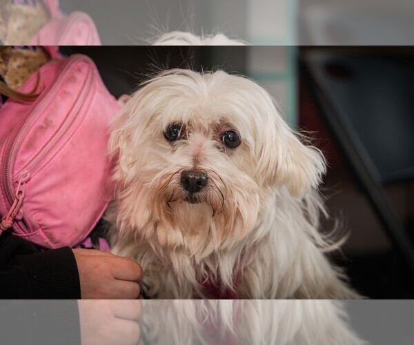 Medium Photo #2 Maltese Puppy For Sale in St. Louis Park, MN, USA