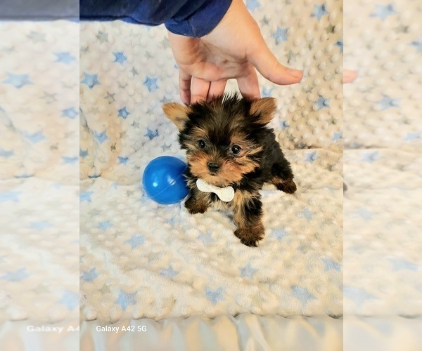 Medium Photo #1 Yorkshire Terrier Puppy For Sale in BELDING, MI, USA