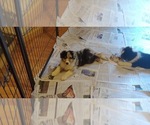 Small Photo #5 Australian Shepherd Puppy For Sale in N CHESTERFLD, VA, USA