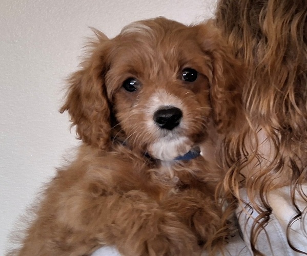 Medium Photo #4 Cavapoo (Miniature) Puppy For Sale in HANCOCK, MN, USA