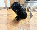 Puppy Cole Cocker Spaniel-Poodle (Miniature) Mix