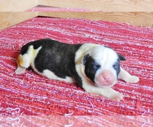 American Bulldog Puppy for sale in SALEM, MO, USA