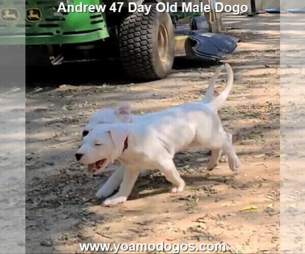 Medium Photo #80 Dogo Argentino Puppy For Sale in JANE, MO, USA
