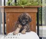 Small #3 Poodle (Miniature)