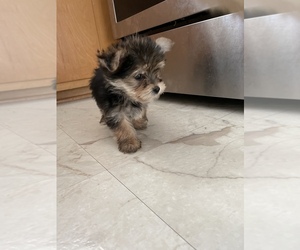 Yo-Chon-Yorkshire Terrier Mix Dogs for adoption in VIRGINIA BEACH, VA, USA