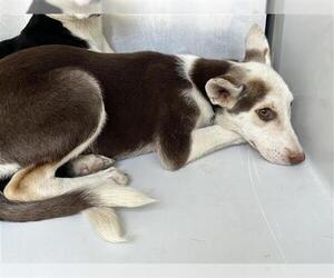 German Shepherd Dog-Unknown Mix Dogs for adoption in Houston, TX, USA