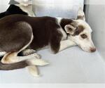 Small German Shepherd Dog Mix