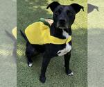 Small #1 Labrador Retriever Mix