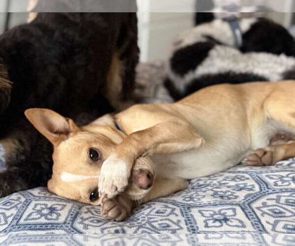 Medium Photo #2 Chihuahua-Unknown Mix Puppy For Sale in Sandy, UT, USA