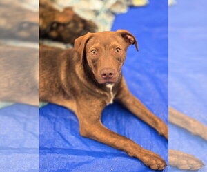 Mutt Dogs for adoption in Crandall, GA, USA