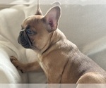 ADORABLE ARCHIE - Male French Bulldog Puppy for Sale - Photo #2