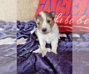 Shetland Sheepdog Puppy for sale in KINGSPORT, TN, USA